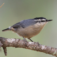 Corsican Nuthatch